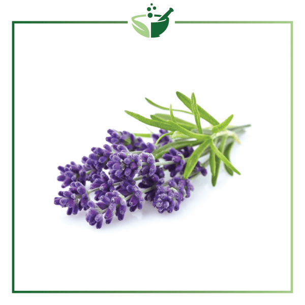 Lavender Essential Oil-01